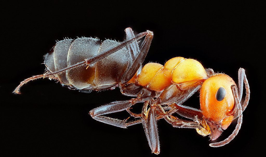 Ant Control service in Woodland, CA