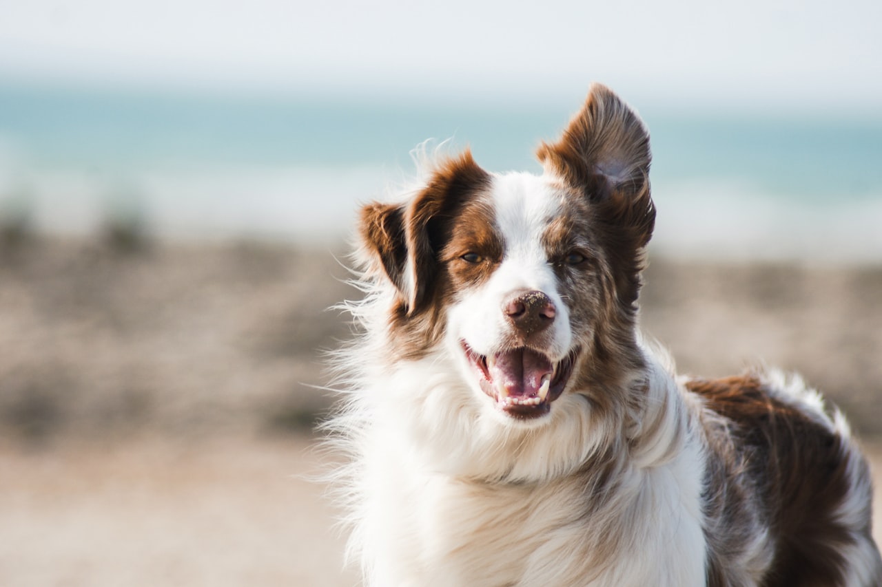Flea & Tick Control service in Woodland, CA