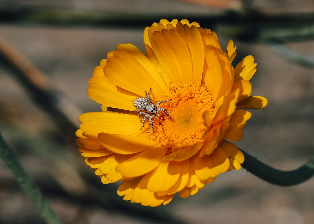 Spider Control service in Woodland, CA